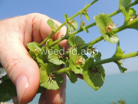 venuslookingglass, common